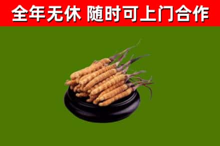 萨尔图区烟酒回收冬虫夏草.jpg